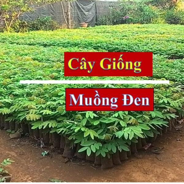 Cây Giống Muồng Đen