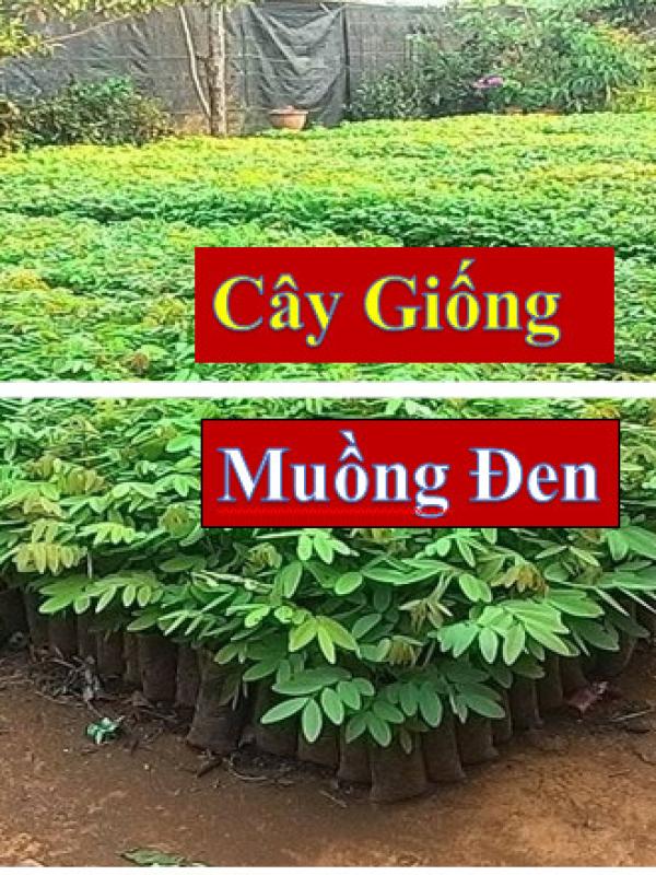 Cây Giống Muồng Đen